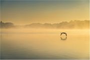 Steven Docwra - Fly past at dawn